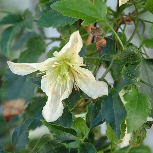 Clematis cirrhosa Ourika Valley